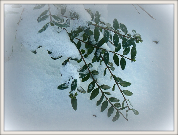 wat groen in de sneeuw