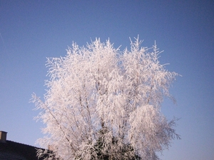 boom in onze tuin