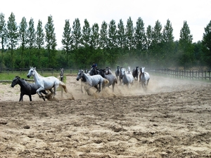 Paardenshow