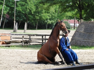 Paardenshow