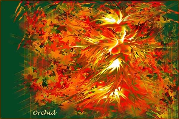 Orchid