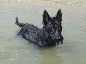 zino 05082009 cadzand bad