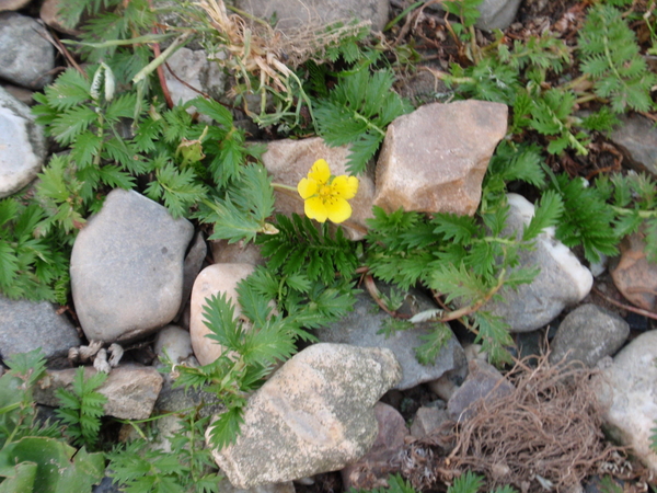 Zilverschoon tussen rivierkeien