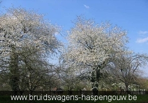 bLOESEM HEERS Bruidswagens-haspengouw