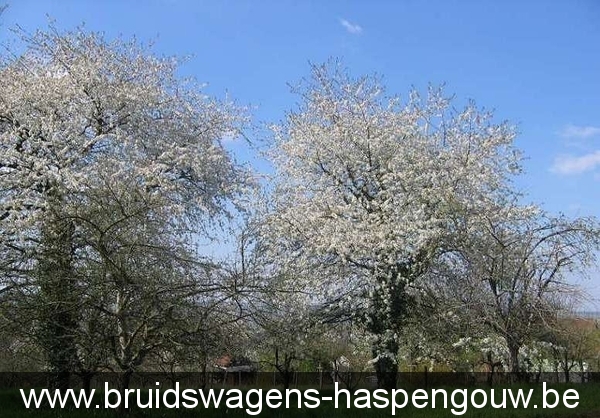 bLOESEM HEERS Bruidswagens-haspengouw