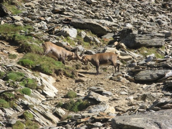 20090818 525 nr Gouter