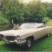 Cadillac 1965         www.bruidswagens-haspengouw.be