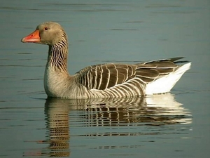 Zeeland 60a(grauwe gans)