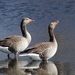 Zeeland 60b(grauwe gans)