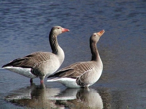 Zeeland 60b(grauwe gans)