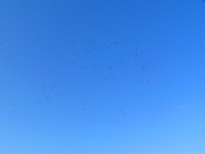 Zeeland 76