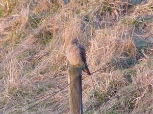 Zeeland 85