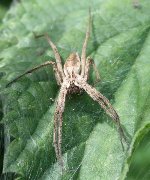 deze zou sterven voor haar baby''s