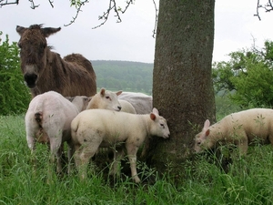 015 Mergelland 2006 Geulvallei Ezel Schaap