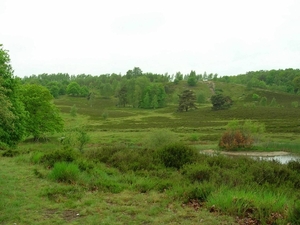 037 Mergelland 2006 Brunsummerheide