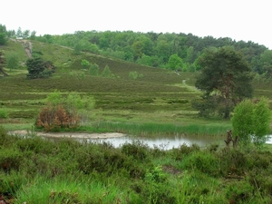 038 Mergelland 2006 Brunsummerheide