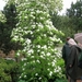 054 Mergelland 2006 Mondoverde Japan