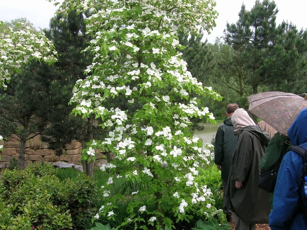054 Mergelland 2006 Mondoverde Japan