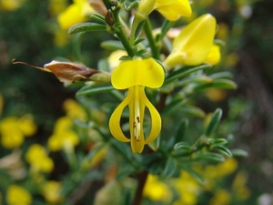 004 Kruipbrem