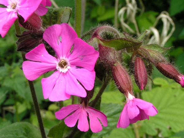 01Dagkoekoeksbloem 08