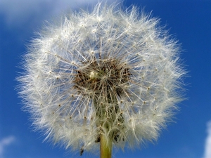 05Paardenbloem 06