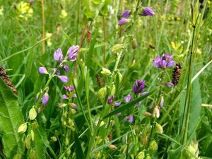 06Vleugeltjesbloem 01