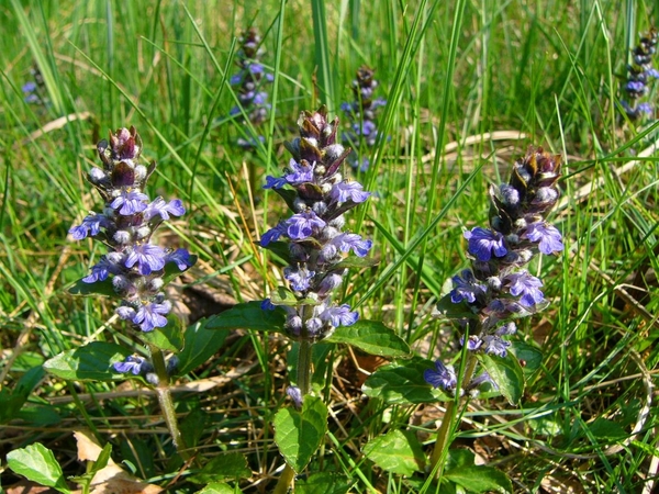 08Zenegroen (Kruipend -) 01