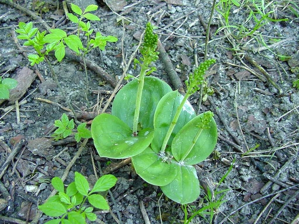 09aListera%20ovata-05-grote_keverorchis2-I4
