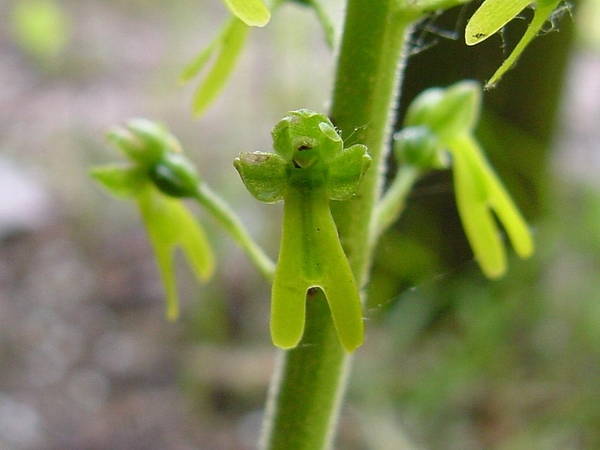 09bListera%20ovata-05-grote_keverorchis6-I4