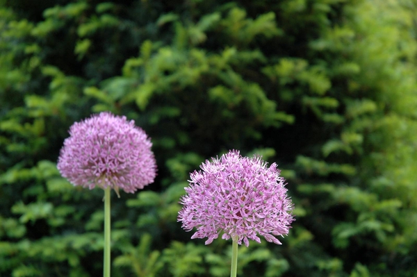 MondoVerde_0083 kopie