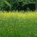 Rijckholt_0009 kopie