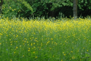Rijckholt_0009 kopie