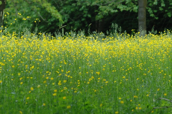 Rijckholt_0009 kopie