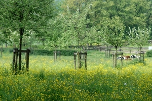 Rijckholt_0010 kopie