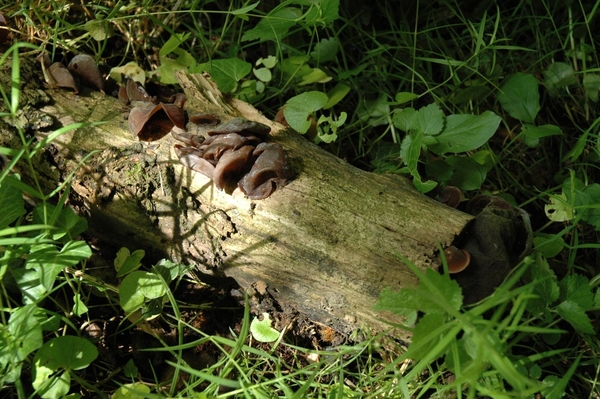 Rijckholt_0058 kopie