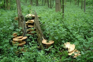 Teuven_0006 kopie