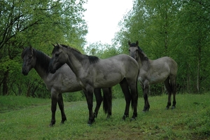 tRooth_0013 kopie