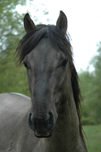 tRooth_0017 kopie