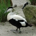 Eidereend_002 kopie