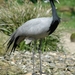 Jufferkraanvogel_001  kopie