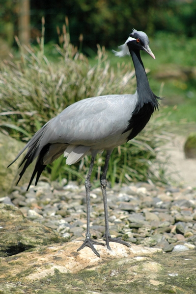 Jufferkraanvogel_001  kopie