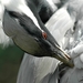 Jufferkraanvogel_005 kopie
