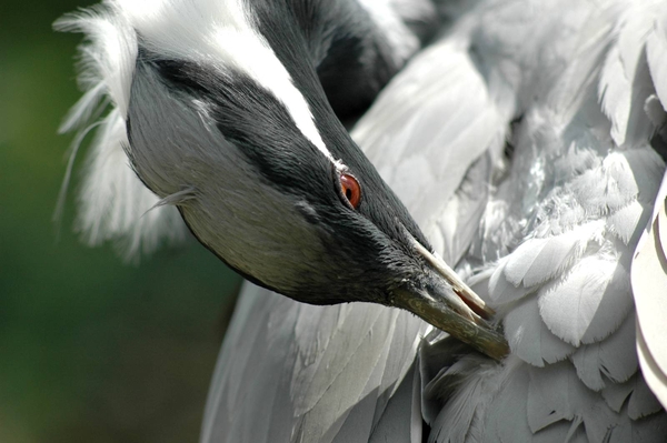 Jufferkraanvogel_005 kopie