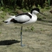 Kluut_005 kopie