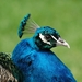 Pauw_002 kopie
