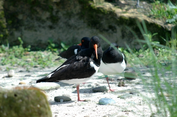 Scholekster_002 kopie