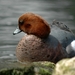 Smient_002 kopie