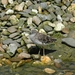 Strandloper_001 kopie