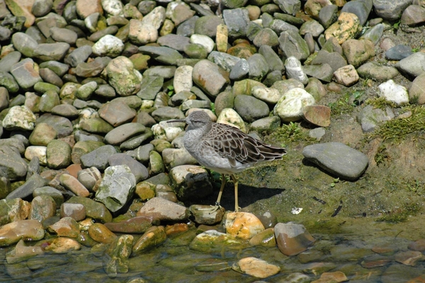 Strandloper_001 kopie