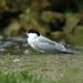 Visdief_002 kopie